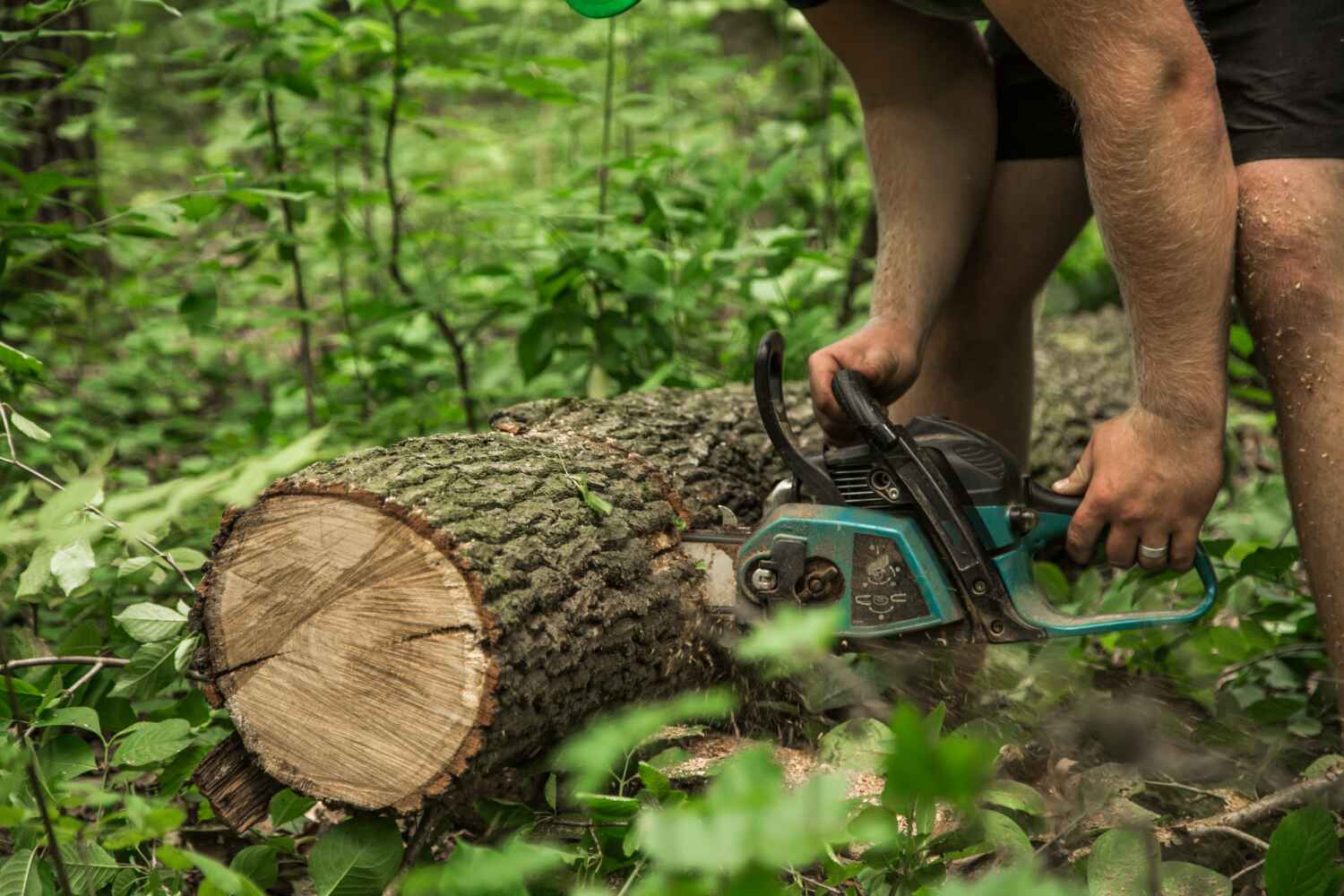 The Steps Involved in Our Tree Care Process in Cambridge, MD